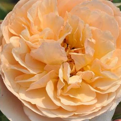 Rosa Eveline Wild™ - intenzívna vôňa ruží - Stromkové ruže s kvetmi anglických ruží - žltá - PhenoGeno Rosesstromková ruža s kríkovitou tvarou koruny - -